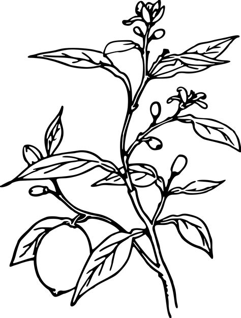 Plant Drawing Black And White At Explore