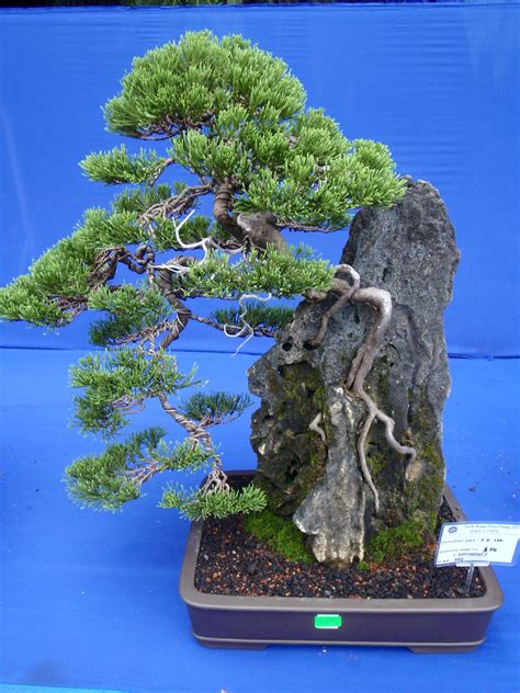 Mind you, the monkeys in this garden are aggressive creatures! Flower Show at Penang Botanical Gardens | Bonsai plants at ...