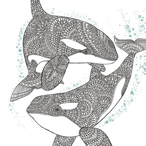 Orca Whale Free Adult Coloring Book Page Craftfoxes