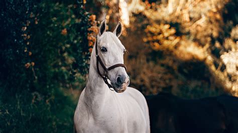 White Horse In The Sunlight Hd Wallpaper 4k Ultra Hd Hd Wallpaper