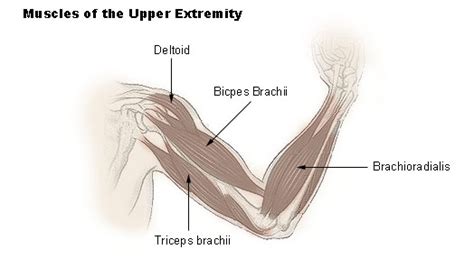 The upper arm, or brachium, extends between the shoulder joint and elbow. Muscles of the Upper Extremity | SEER Training