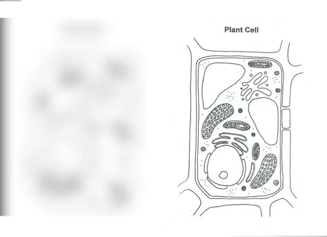 Plant Cell Diagram Diagram Quizlet
