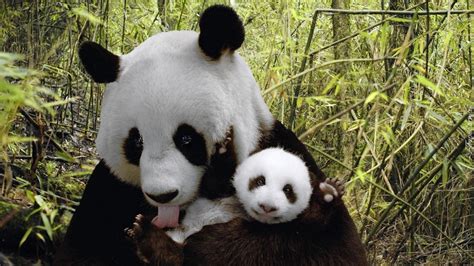 ¡nace Un Panda Gigante En Tokio Por Primera Vez En 5 Años