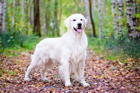 Ich hatte das noch in der schublade. 45+ Bloodhound Mixed With Golden Retriever - l2sanpiero