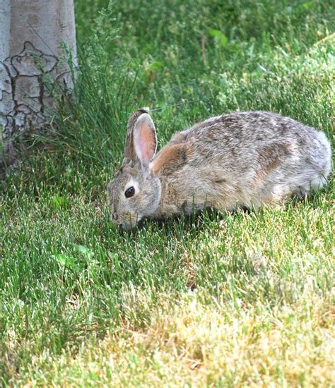 Rabbit Sitting Outdoors Stock Photo Image Of Ears 150324080
