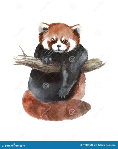 Watercolor Red Panda Hand Drawn Cute Illustration Creative Woodland