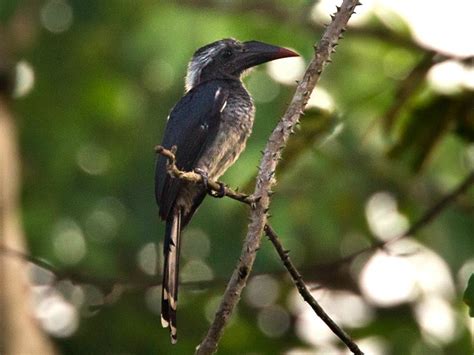 Black Dwarf Hornbill Ebird