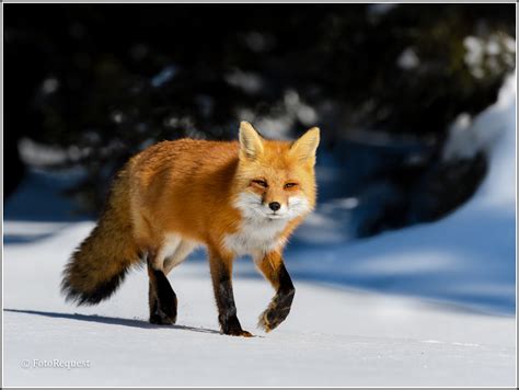 Eastern American Red Fox Explored Fotorequest Flickr