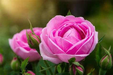 Rosa Damascena Proprietà E Utilizzi Di Questo Fiore Nella Cosmesi Naturale