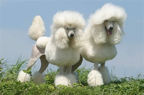 Standard Poodle Personality Height Weight Health Concerns