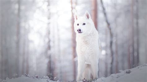 Animal Wolf Snow 4k Hd Wallpapers Hd Wallpapers Id 32509