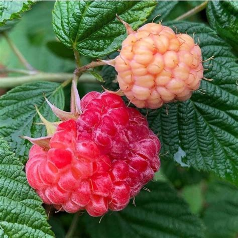 Raspberry Shortcake Now Fruiting In Martha Stewarts Garden