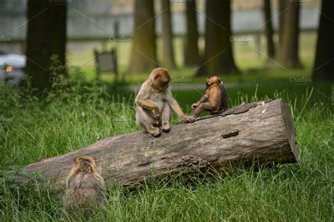 Cute Adorable Macaque Monkeys Sit Macaque Monkey Macaque Safari