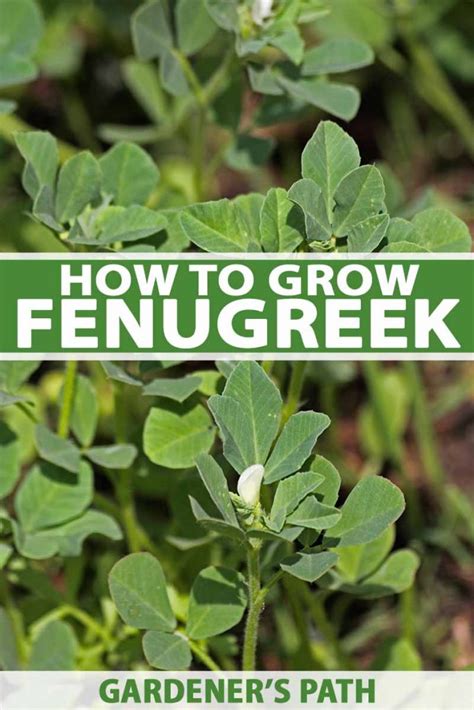 How To Plant And Grow Fenugreek Gardeners Path