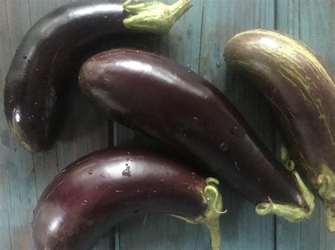 Saving Seeds From Eggplants Working Food