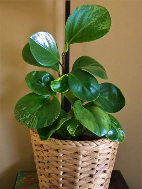 Maybe you would like to learn more about one of these? Five useful houseplants that improve and purify the air ...