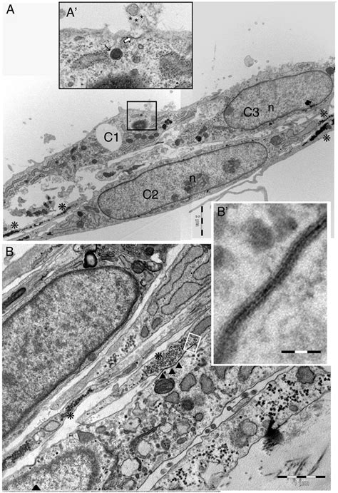 Gap junctions readily allow the passage of small molecules and ions required for rapid communication (such as heart tissue), but do not allow the passage of larger. Evidence of gap junctions between glial cells through TEM ...