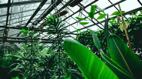 Download Wallpaper 1920x1080 Greenhouse Plants Tropical