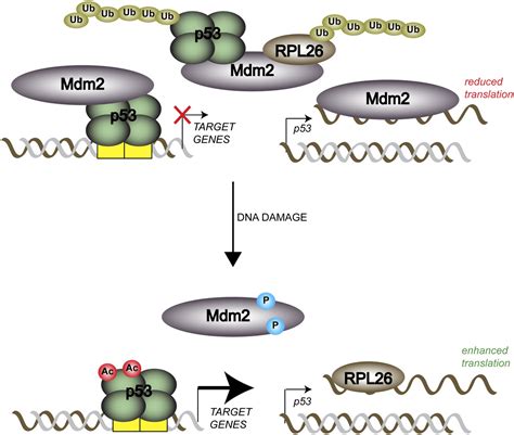 The Mdm2p53 Relationship Evolves Mdm2 Swings Both Ways As An Oncogene