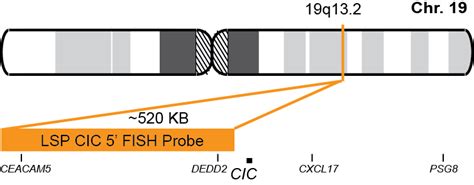 Lsp Cic 5 Fish Probe Cytotest