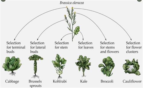 Brassica Oleracea Scattered Insights
