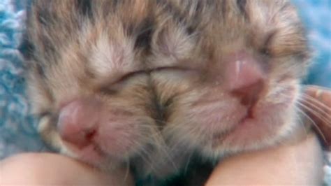 Kitten With Two Faces Born In Oregon Video World News The Guardian