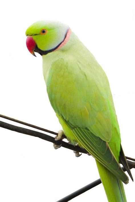 Green Indian Ringneck Parakeet
