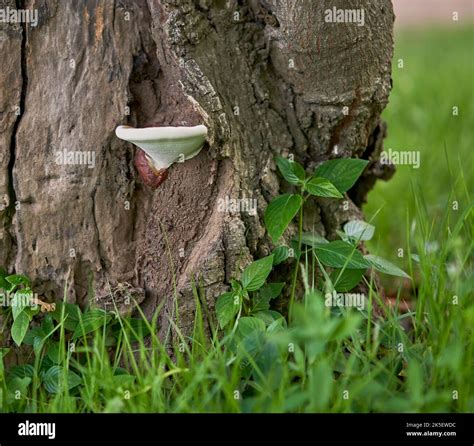 A White Mushroom Growing From An Old Tree Stump Stock Photo Alamy