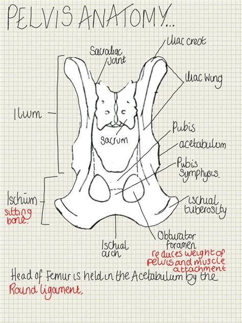 A Place To Find Hints Tips And Ask Questions Anatomy Of The Pelvis