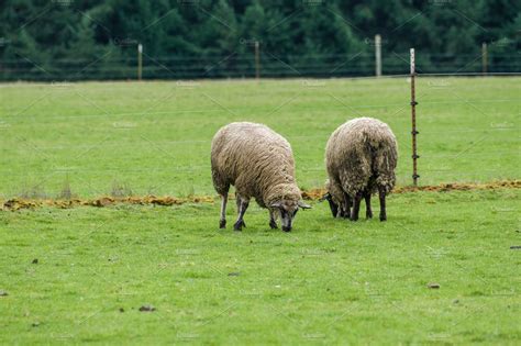 Flock Of Sheep Grazing High Quality Nature Stock Photos ~ Creative Market