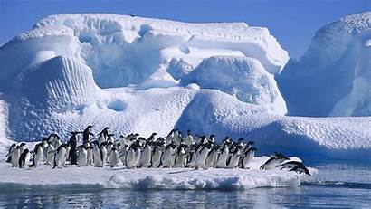 Wallpapers Penguin Penguins Adelie Water Desktop Antarctica