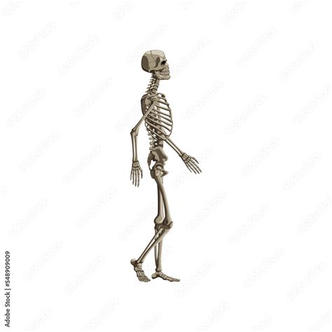Realistic Human Skeleton Full Body Side View Illustration Side View Of