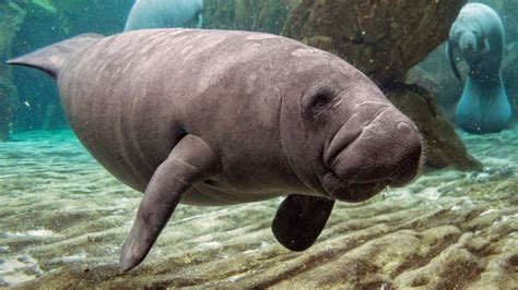 Are Manatees Friendly American Oceans