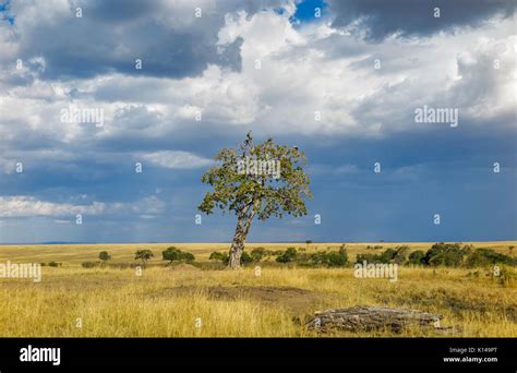 Landscape In Savannah Grassland In Masai Mara Kenya With Vultures