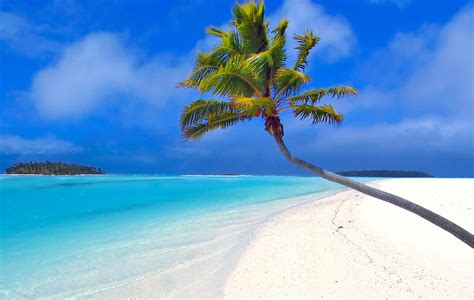🔥 Download Maldives Beach Palm Trees Sand Sea Rare Gallery Hd By