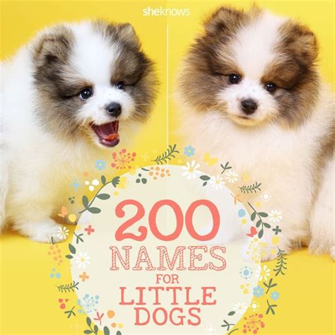 Adorable Names For Little Dogs Dog Names Little Dog Names Small Dog