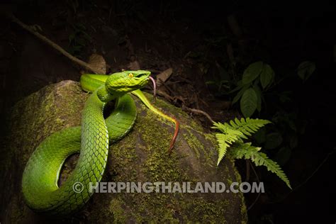 Trimeresurus Gumprechti Gumprechts Pit Viper