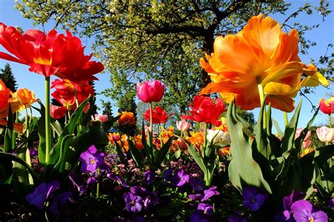 Zdjęcie Kolorowe Kwitnące Drzewa Kwiaty Wiosna