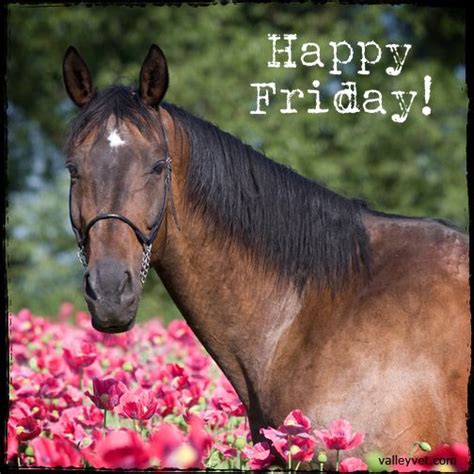 Happy Friday Good Morning Happy Friday Horse Quotes Friday Meme