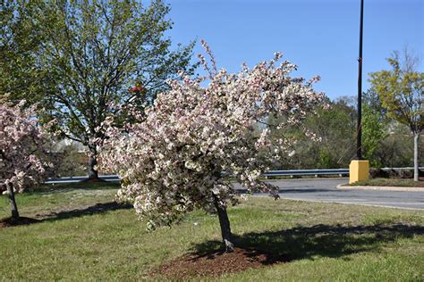 Candymint Flowering Crabapple Malus Sargentii Candymint In Inver