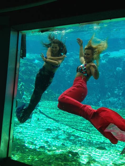 Weeki Wachee Mermaids To Make A Splash At Sea Life Orlando Aquarium