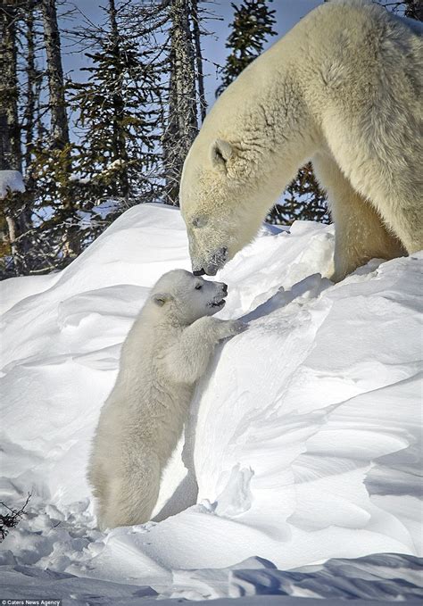 Polar Bear Cub Hitches A Lift From His Mother In Canadian Wilderness