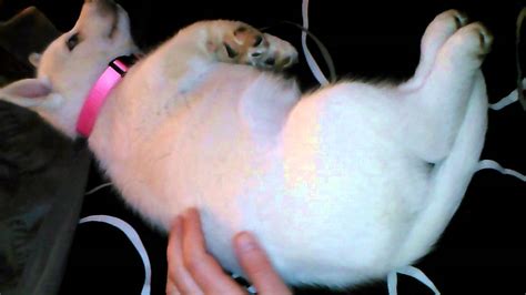 Drummerchick hiccups in animals are thought to start early — in the womb, in fact.the lungs need exercise to strengthen them in a watery environment, and that's where hiccups come in handy. Husky Puppy Hiccups in her Sleep - YouTube