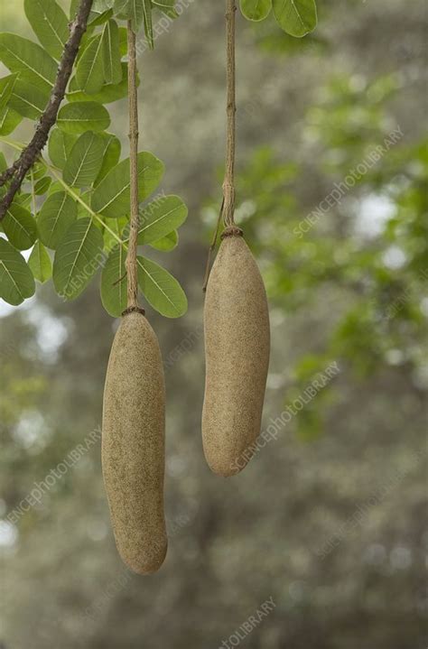 Sausage Tree Kigelia Africana Fruit Stock Image C0255129