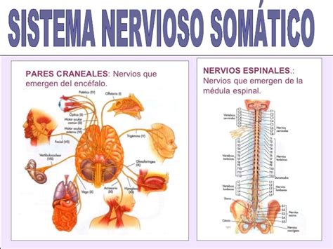 Sistema Nervioso Som Tico Funciones Caracter Sticas Fisiolog A Y M S