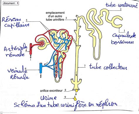 Lexcrétion Urinaire