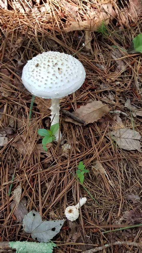 Help Us Identify This Mushroom Found Today In North Georgia Red Top