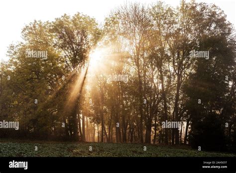 Morning Sun Rays In A Misty Forest Stock Photo Alamy