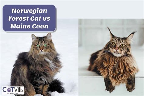 Norwegian Forest Cat Vs Maine Coon A Comparison Guide