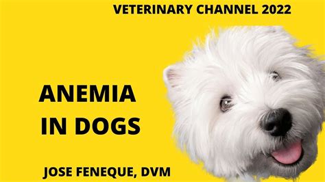 Veterinary Internal Medicine Anemia In Dogs Youtube